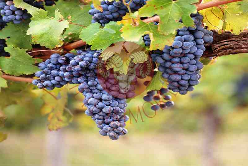 Bordighera, terreni con vigne produttive di vino Rossese DOC
